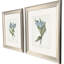 «Blue Tulip», art encadré