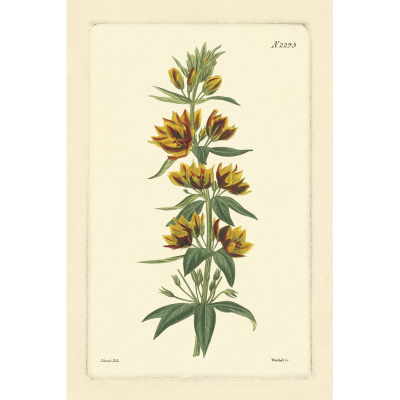 Curtis Botanical IV - Wrapped Canvas Print, 46cm H x 30cm W x 3.8cm D