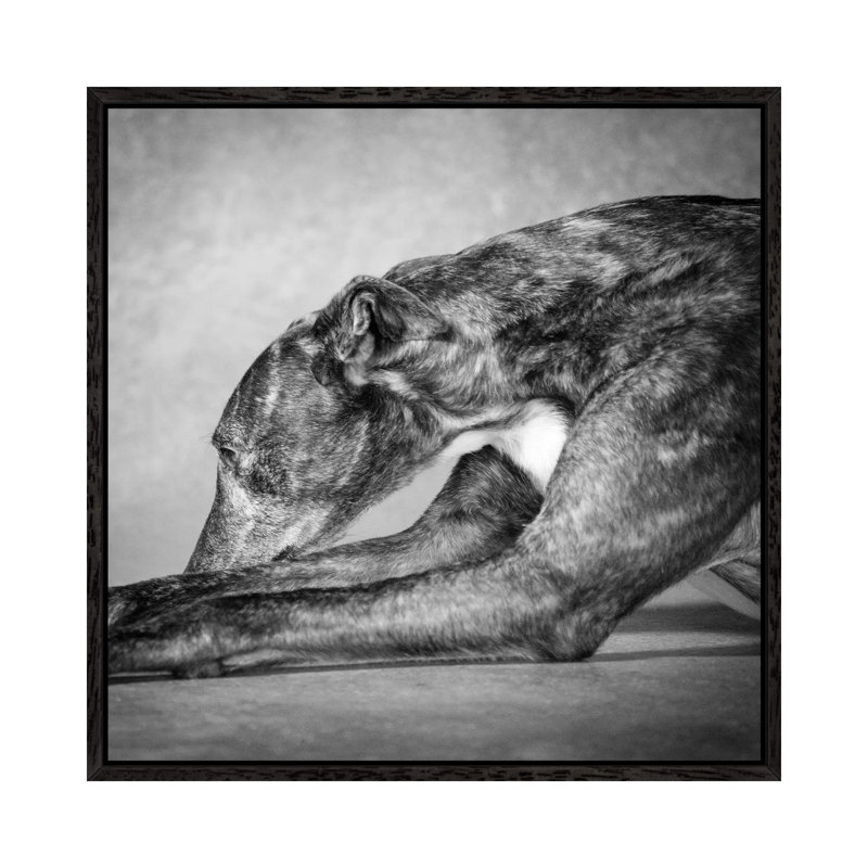 Portrait Of A Greyhound Dog by Panoramic Images - Floater Frame Gallery-Wrapped Canvas Giclée on Canvas, Black