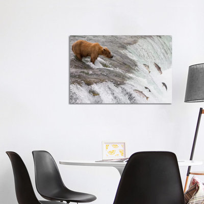 Grizzly Bear Fishing for Sockeye Salmon Which Are Jumping Up Waterfall, Brooks Falls, Katmai National Park, Alaska 1 Piece Wrapped Canvas Wall Art