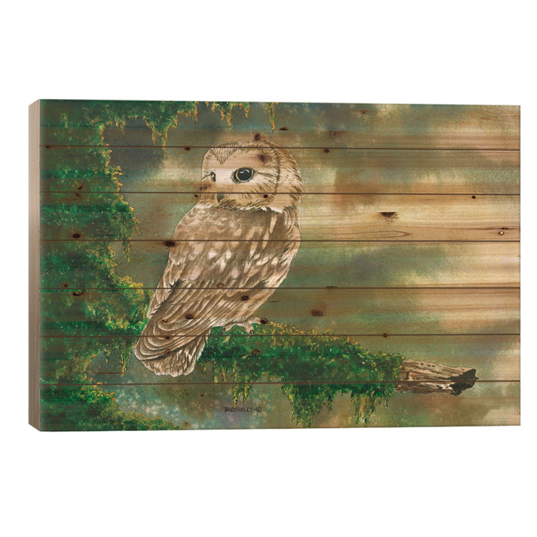 Millwood Pines Saw Whet Owl On Wood by Dave Bartholet Graphic Print ...