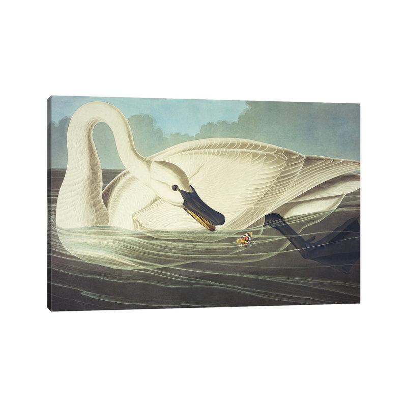 Trumpeter Swan II by John Audubon - Painting on Canvas, Wrapped Canvas, 66.04 cm H x 45.72 cm W x 1.91 cm D
