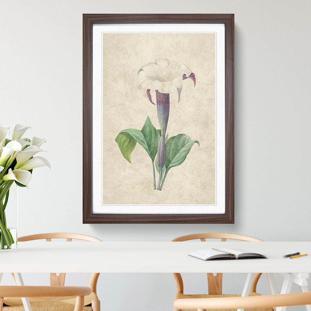 Daturas Flower by Pierre-Joseph Redoute - Picture Frame Painting Print