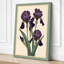 Purple Iris Study Botanical - Wrapped Canvas-1043468788-1043471882