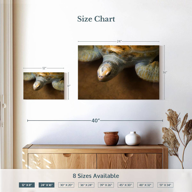 Superbe tortue, H 16 po x l 24 po