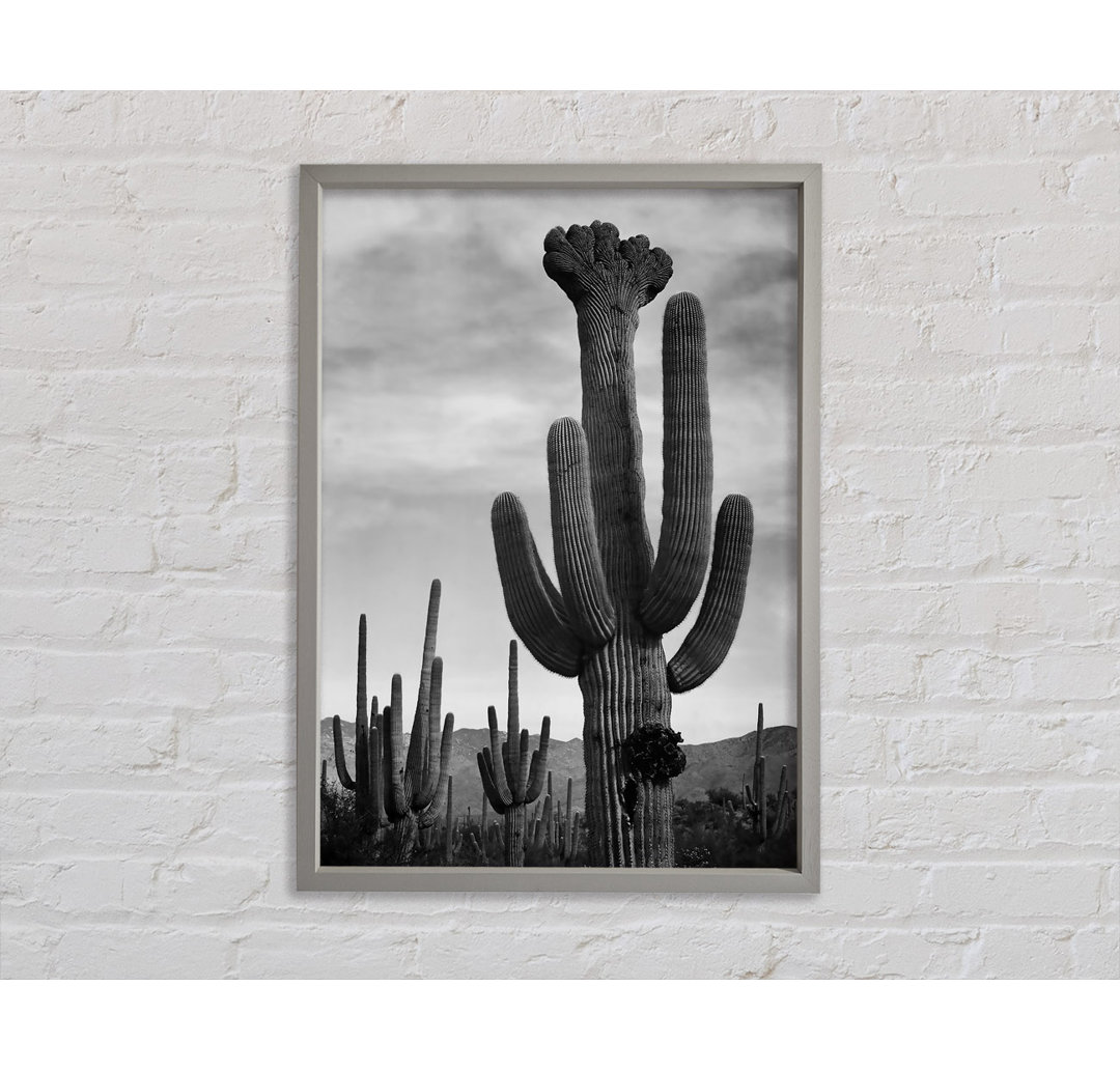 Kaktus im Saguaro National Monument in Arizona B und W von Ansel Adams - Einzelbildrahmen Kunstdrucke auf Leinwand