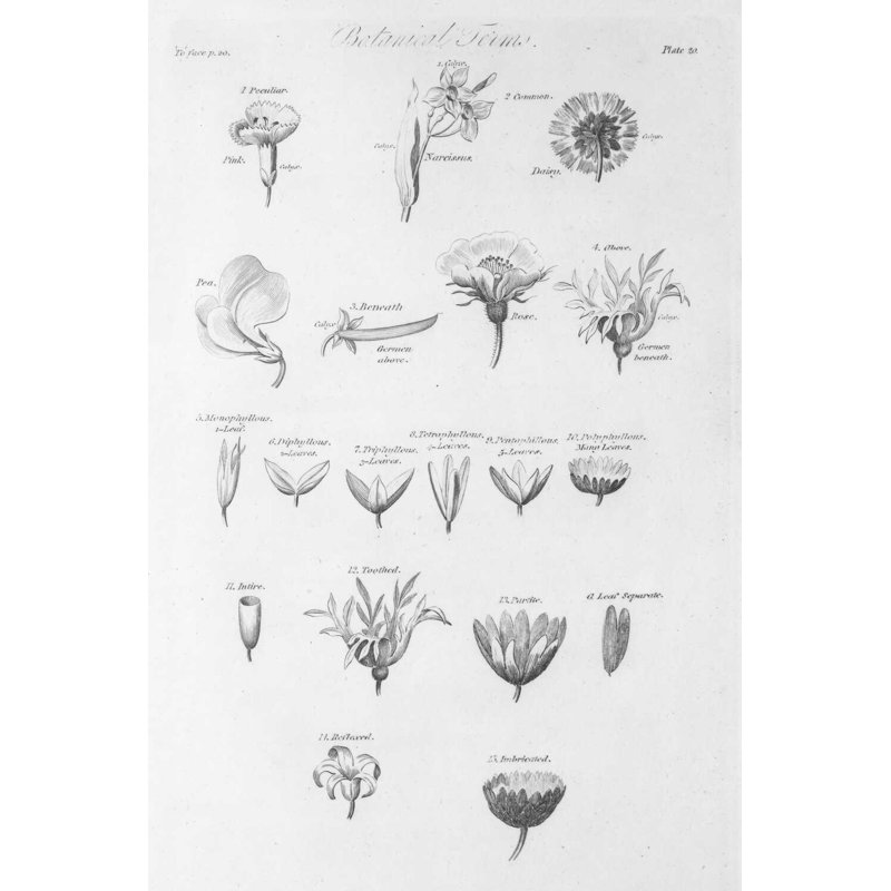 Éléments de botanique IV, H 48 po x l 32 po