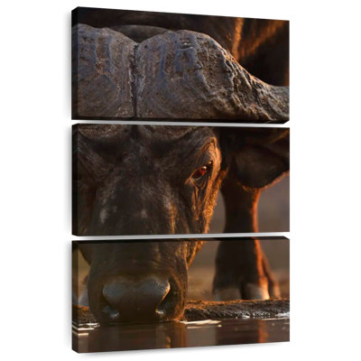 Brampt buvant à Cape Buffalo