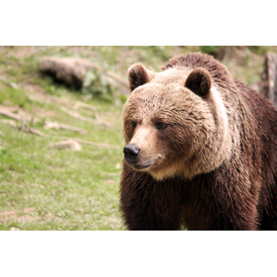 Brown Bear by Jammisammi - Wrapped Canvas Print