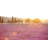 Lavender Field At Sunset by Pawel.gaul - Wrapped Canvas Print-658859895