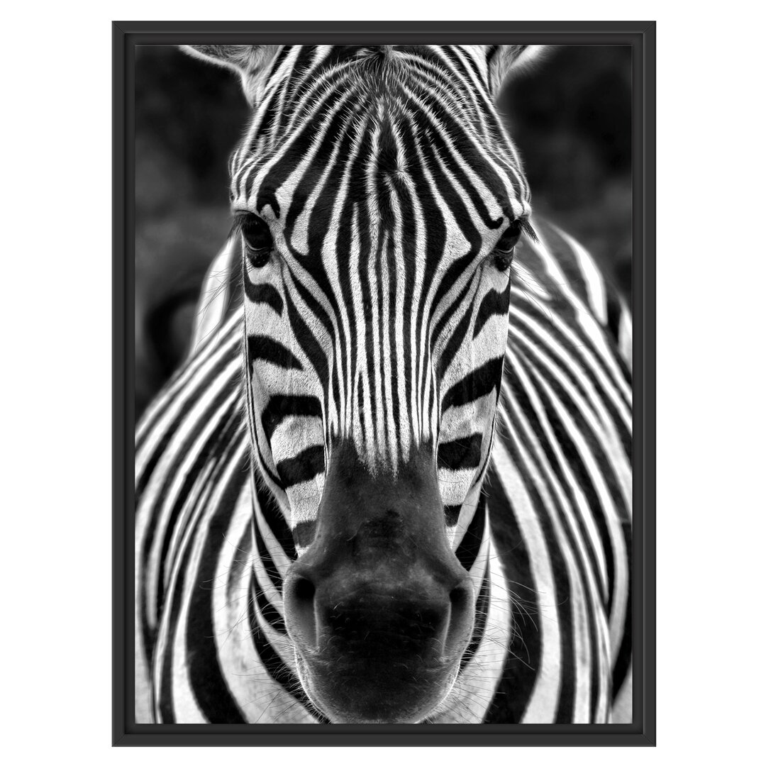 Gerahmtes Wandbild Zebra Porträt