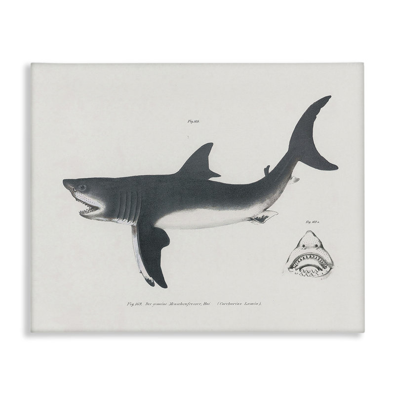 Schéma détaillé du requin, toile par Phillipa Katz, H 36 po x l 48 po