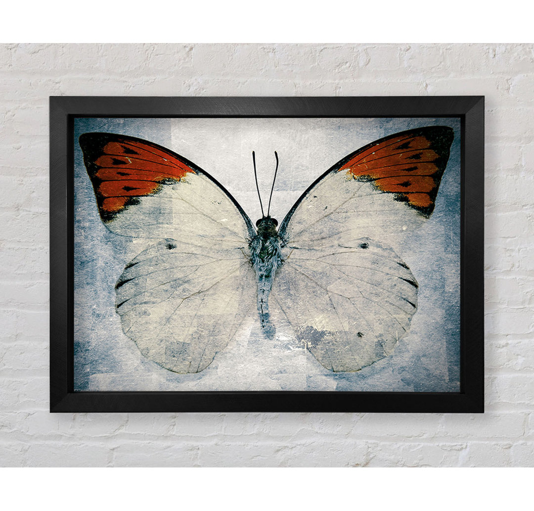 Schmetterling mit orangefarbener Spitze - Druck