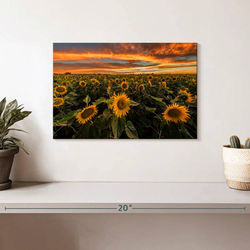 Champ de tournesols d'Alvord, Californie, H 8 po x l 12 po