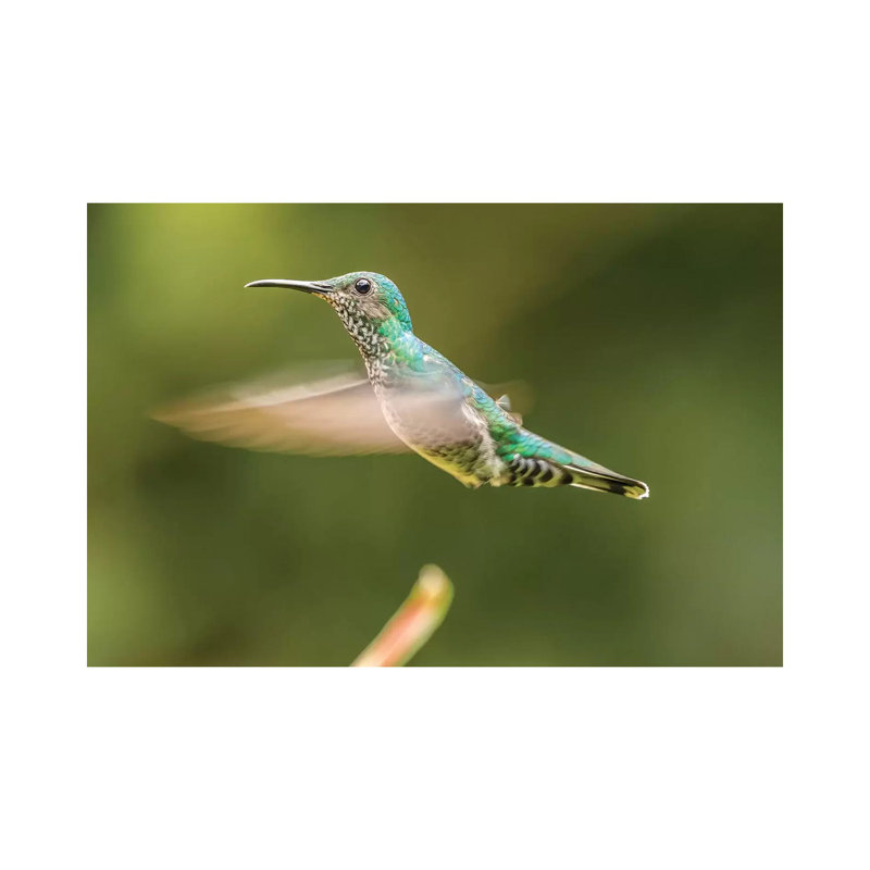 Costa Rica, Sarapiqui River Valley. Female White-Necked Jacobin Flying. 1 Piece Wrapped Canvas Wall Art