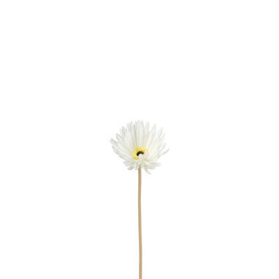 Gerbera Arrangement
