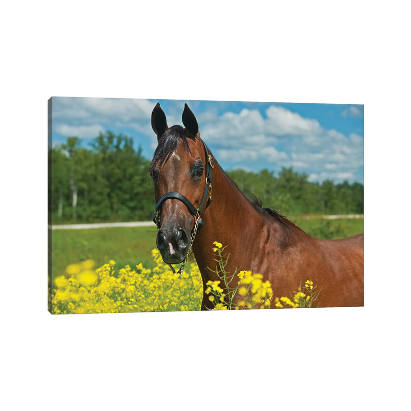 Canada, Manitoba, Grosse Isle by Jaynes Gallery - Wrapped Canvas Print, 66.04 cm H x 45.72 cm W