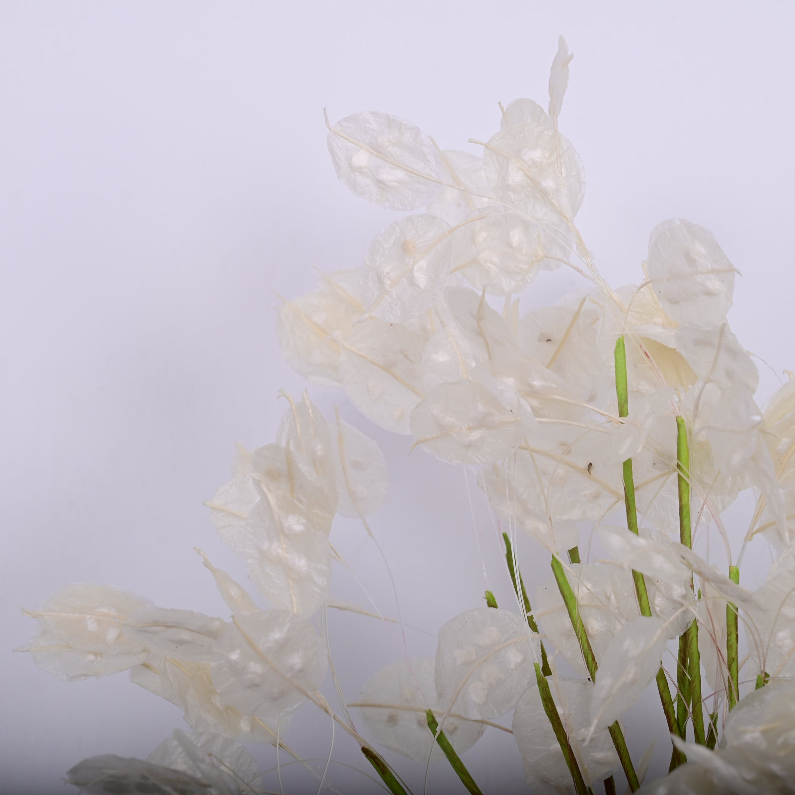 Fall Foliage Stems, White