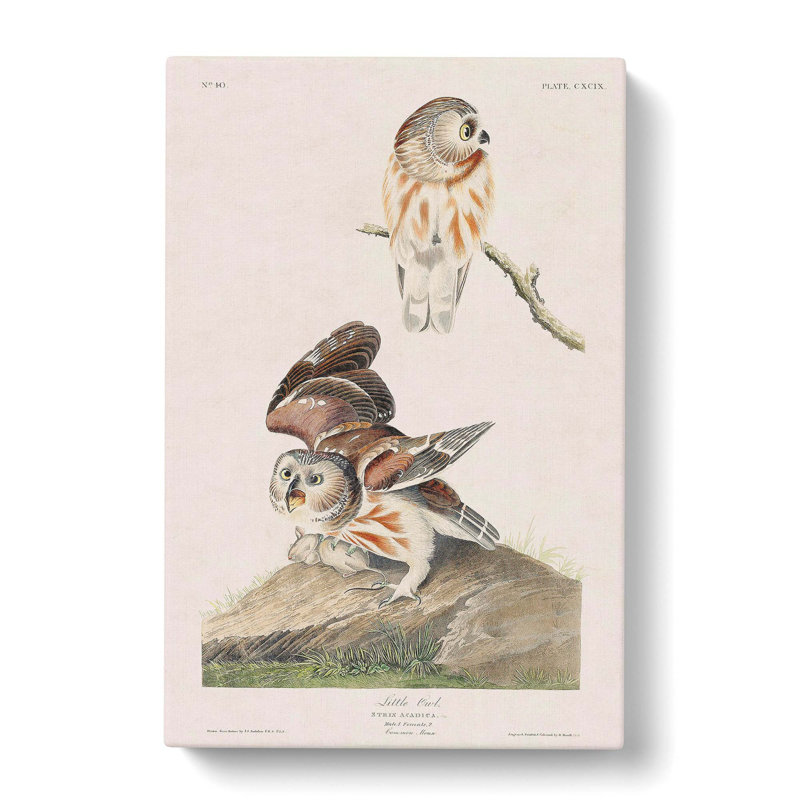 Little Owls - Wrapped Canvas Print, 60cm H x 40cm W x 3cm D