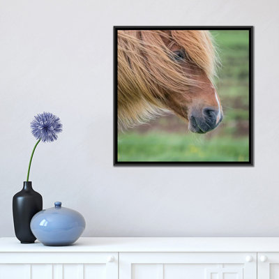 « islandais cheval i », reproduction de photo sur toile tendue