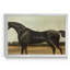 Trentham, a Bay Colt - cadre photo, reproduction d'art sur toile-299095135-299095132