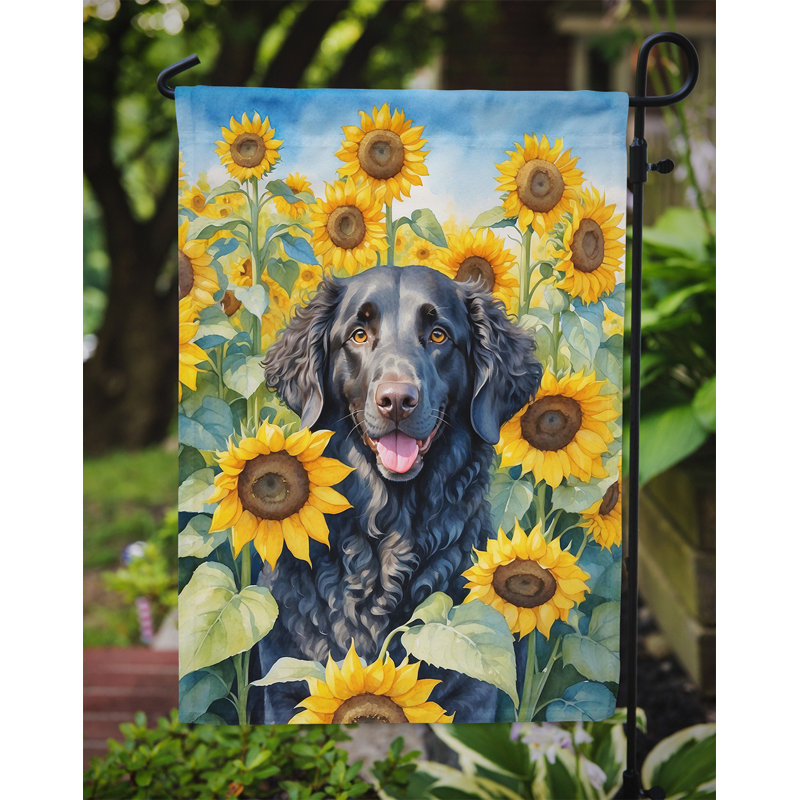Lévrier irlandais dans le drapeau du jardin de tournesols, Retriever à poil frisé