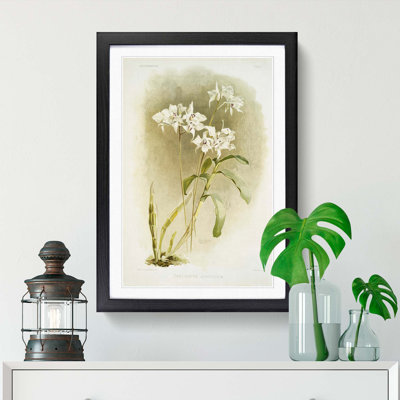 Magnolia Flowers Illustration Tab. 61 by Frederick Sander - Picture Frame Painting Print