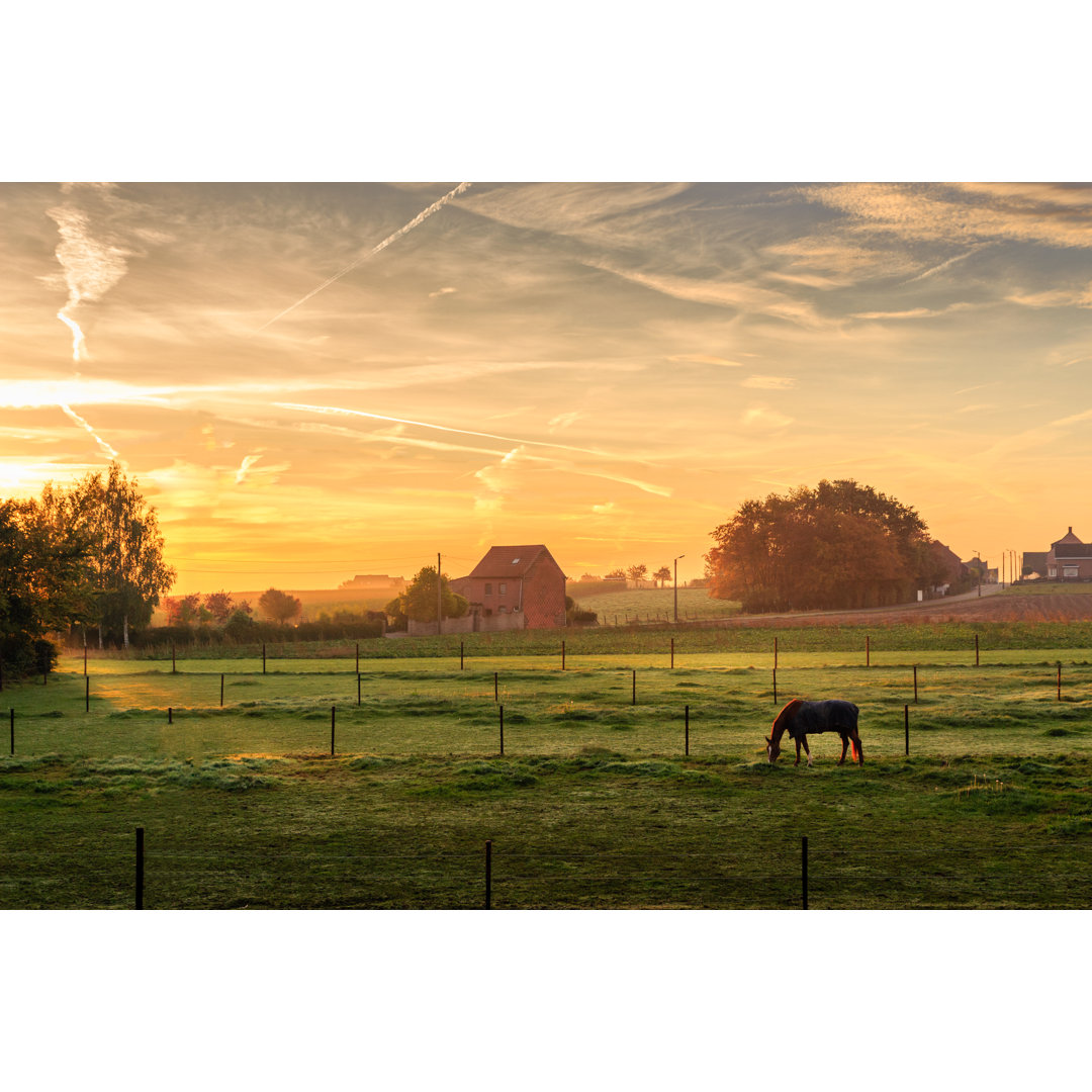 Leinwandbild Pferd grasend am nebligen Morgen bei Sonnenaufgang