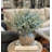 Eucalyptus Arranged in Decorative Ceramic Vase
