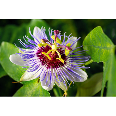 Passiflora Caerulea Flower Closeup - Wrapped Canvas Print