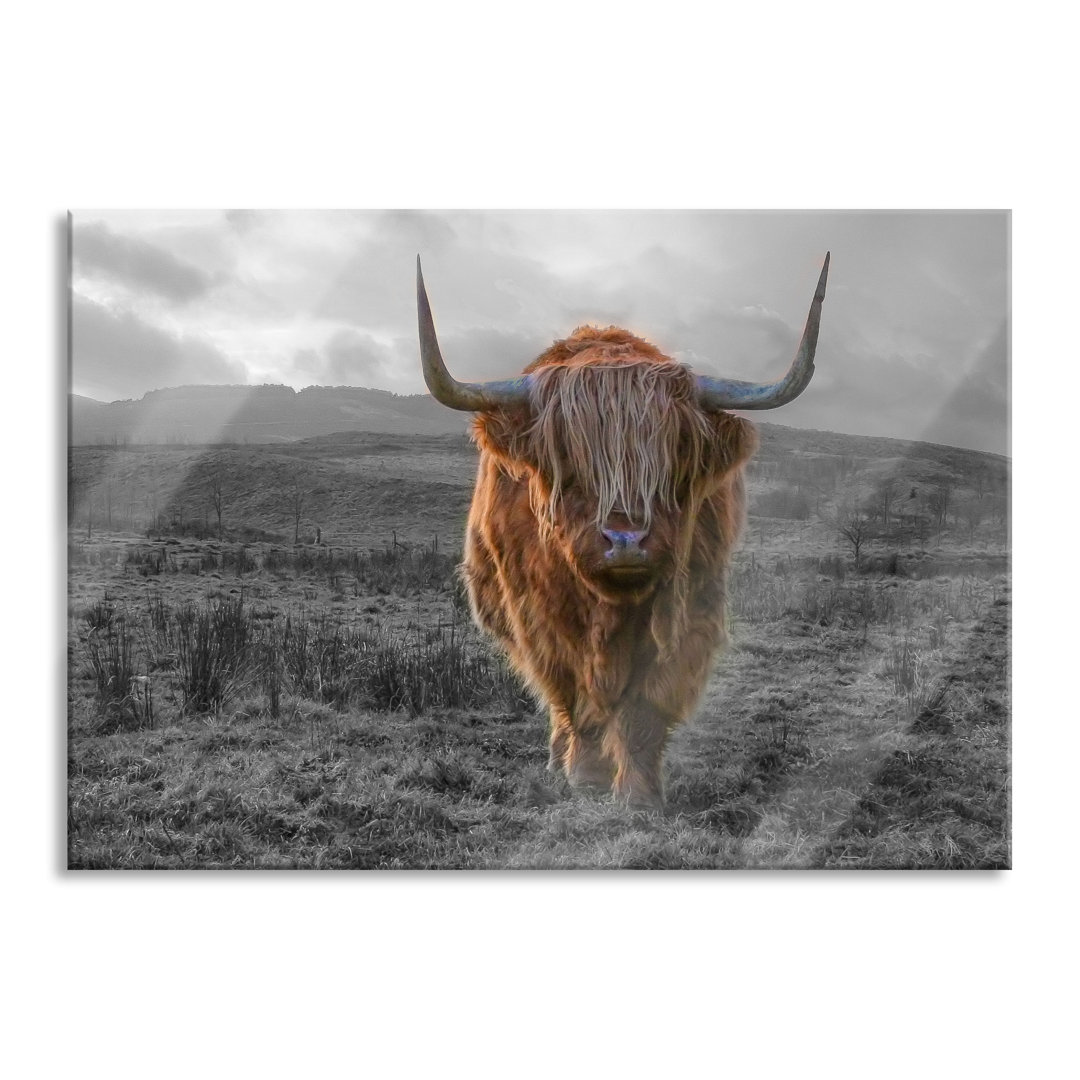 Ungerahmtes Foto auf Glas "Highland Cattle at Sunset"