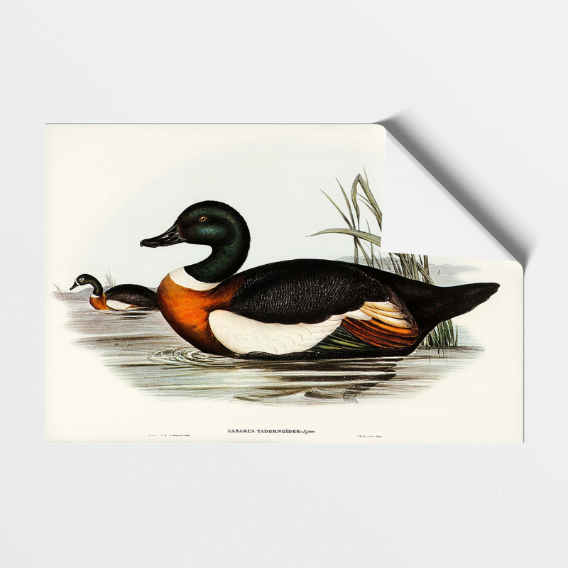 Two Ducks by Elizabeth Gould - No Frame Painting, 21 cm H x 29.7 cm W