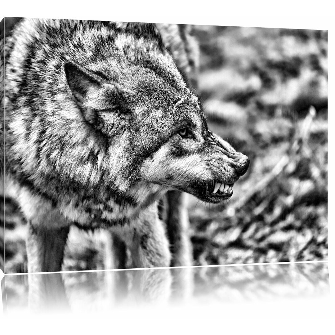 Leinwandbild Knurrender Wolf in Monochrom