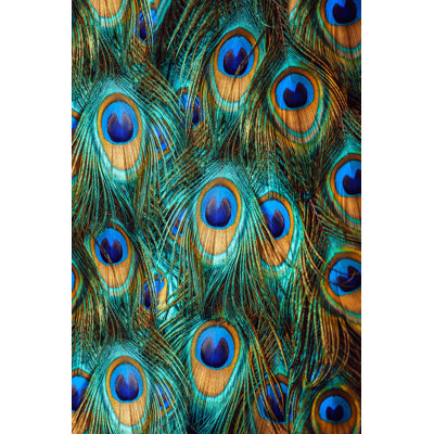 " Peacock Feathers " by Pirotehnik
