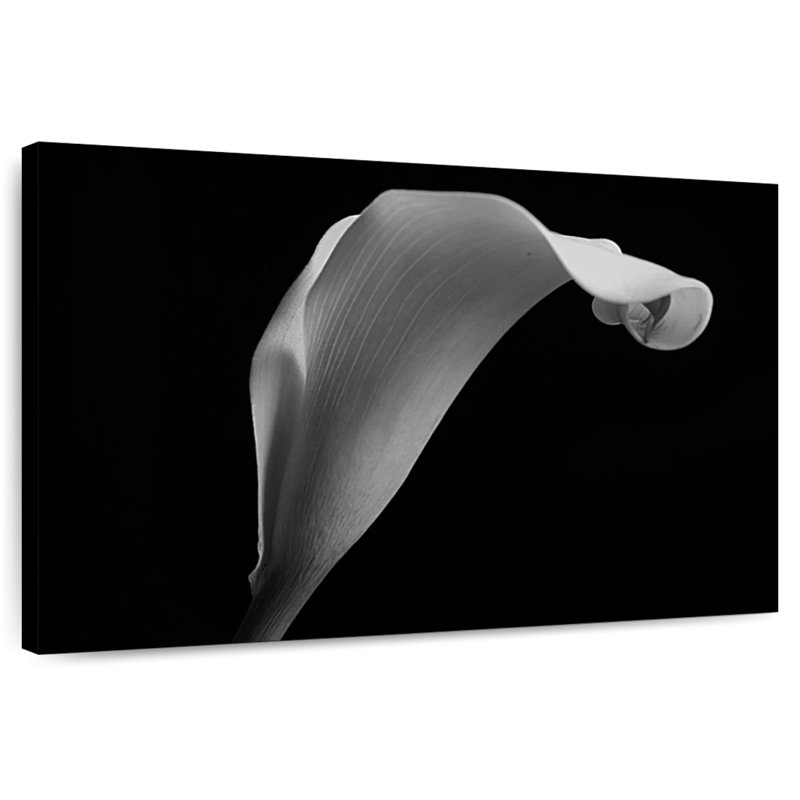 Lys Calla monochrome, H 8 po x l 12 po