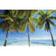 Raratonga I Print by Peter Adams-26706045-26706040