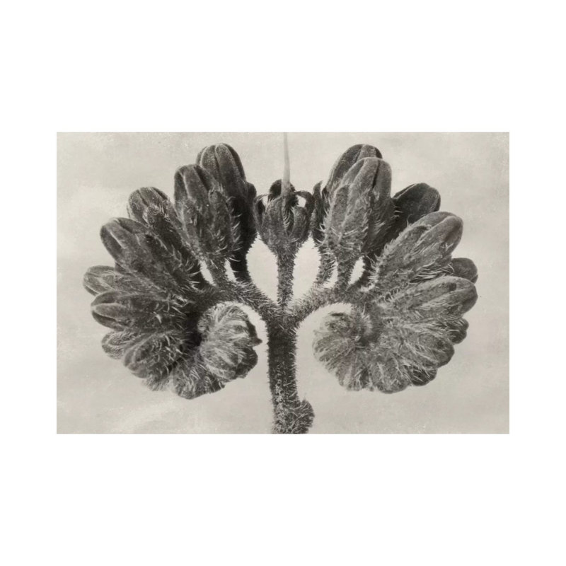 Blossfeldt Botanical VIII 1 Piece Wrapped Canvas Wall Art, 66.04 cm H x 45.72 cm W