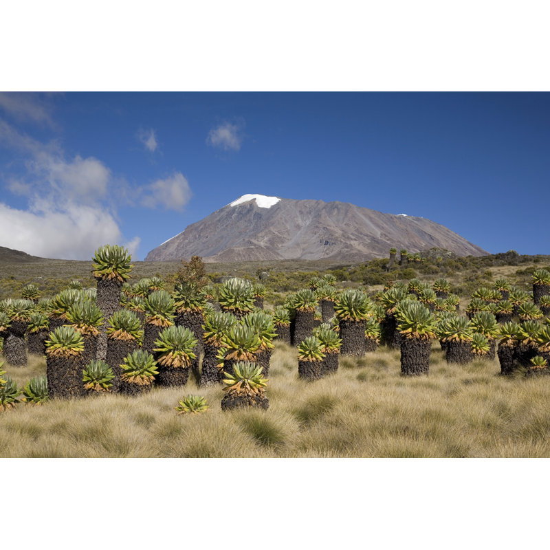 Kilimanjaro by Avatar_023, 24" H x 36" W