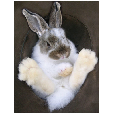 Lapin dans un chapeau - affiche brillante