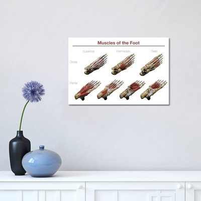 Muscles of the Foot par Photon Illustration - impression sur toile tendue