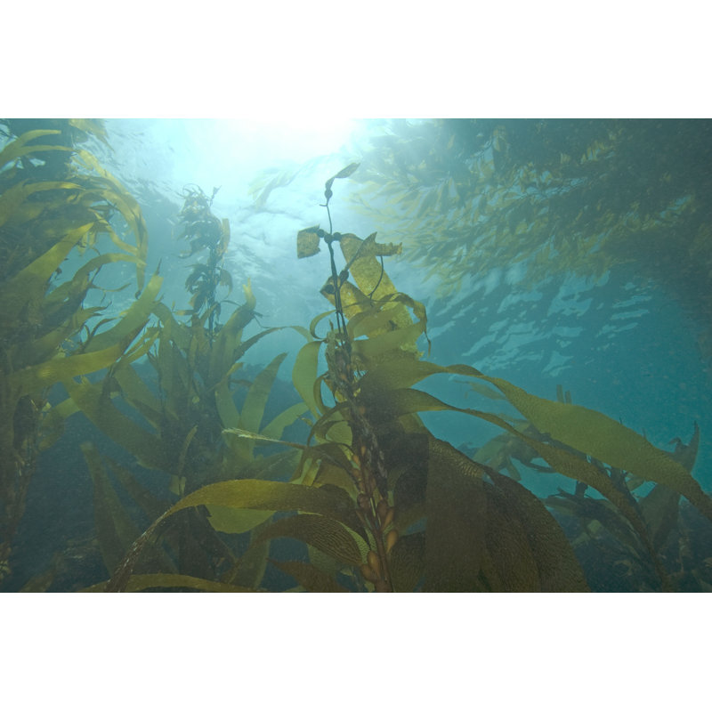 Fleur d'algue Cherene, Californie - impression, H 8 po x l 12 po