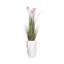 Plante 62 po
