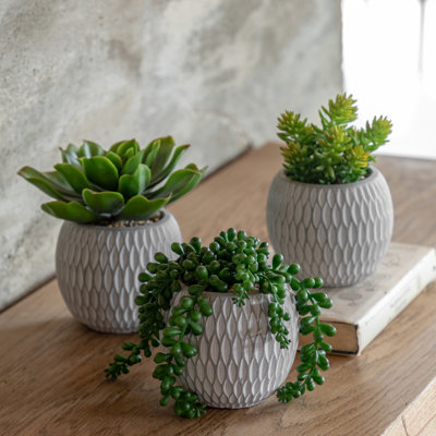 Small Succulents Ceramic Pots