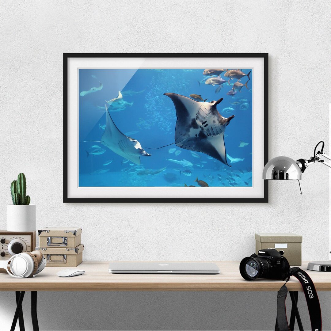 Gerahmtes Poster Manta Rays