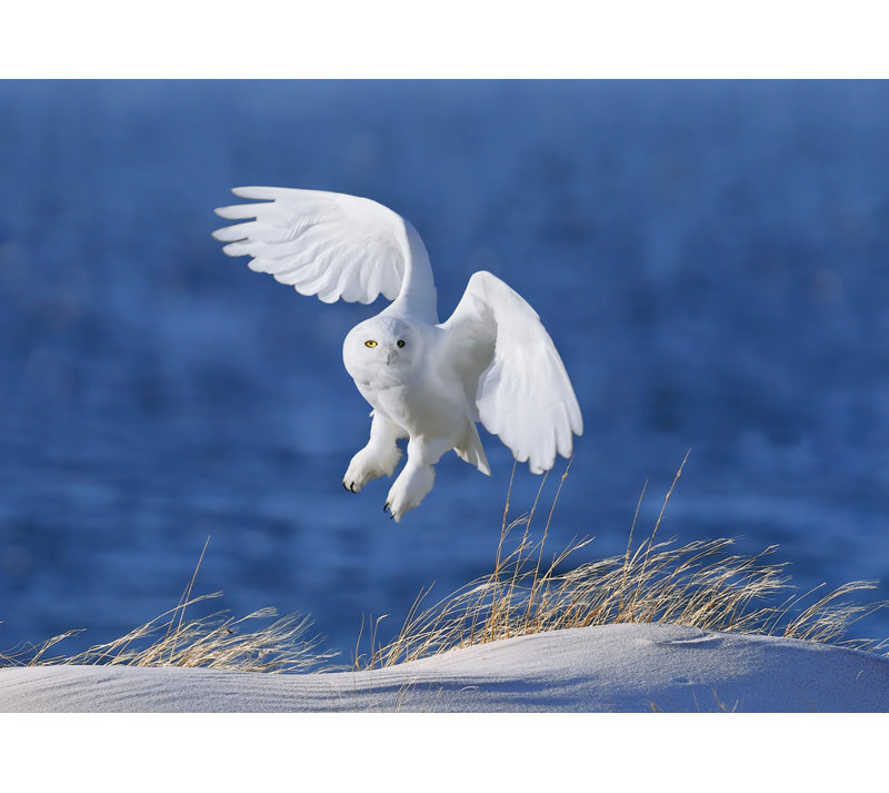 Wrapped Canvas Print, 50.8 cm H x 76.2 cm W