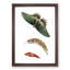 Caterpillar & Swallow-Tail Butterfly by George Shaw - Framed Print-55621138-55621137