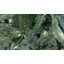 9' H Lighted Artificial Fir Christmas Tree
