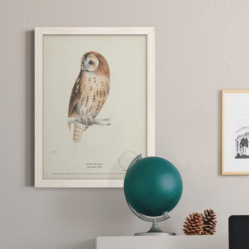 Toile encadrée de qualité supérieure Tawny Owl - prête à être accrochée, Blanc, H 32 po x l 23 po x P 1 po