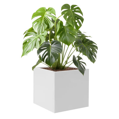 Planter Box