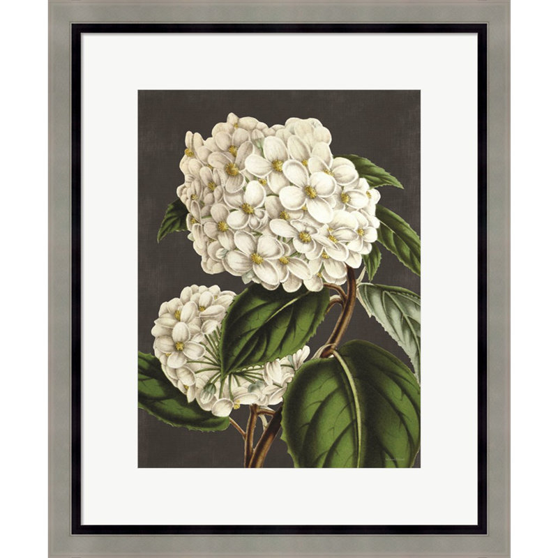 " Hydrangea " by Lettered & Lined
